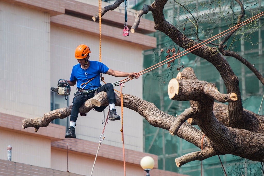 Quanto costa potare un albero a Roma