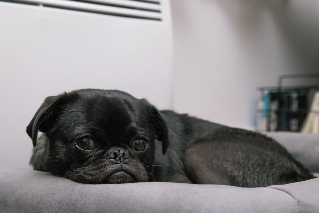 Miglior tappetino refrigerante per cani