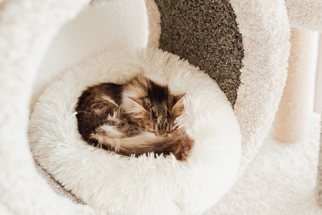 Migliori cucce per gatti