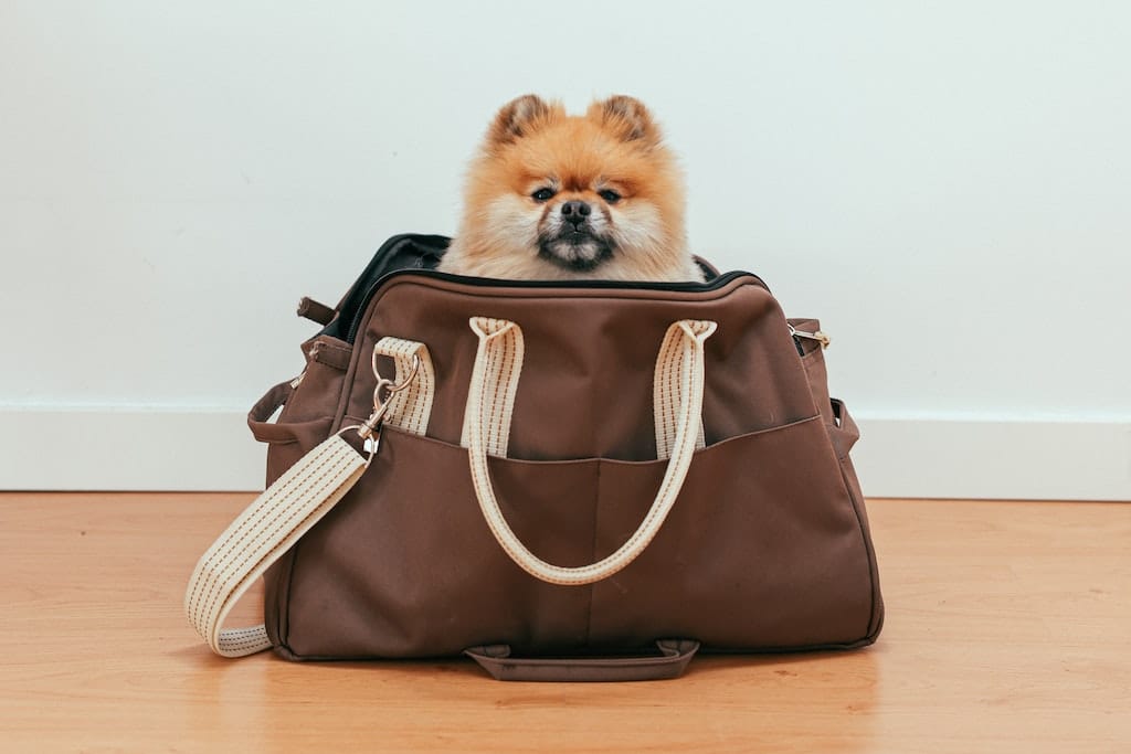 Migliori trasportini per cani