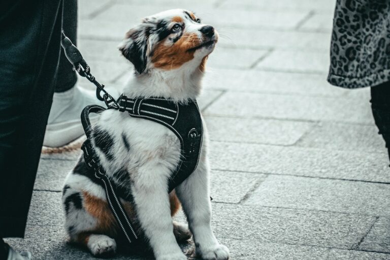 Miglior pettorina per cani