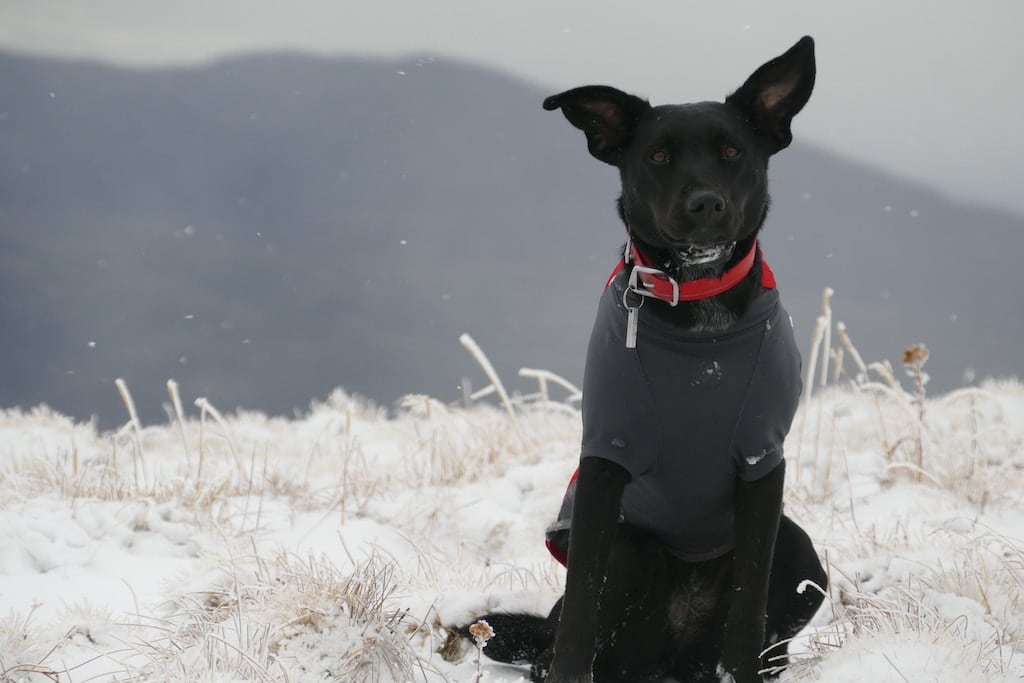 Migliori GPS per cani