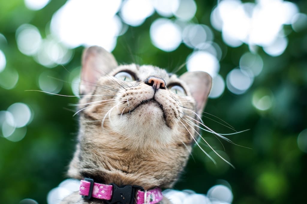 Migliori GPS per gatti