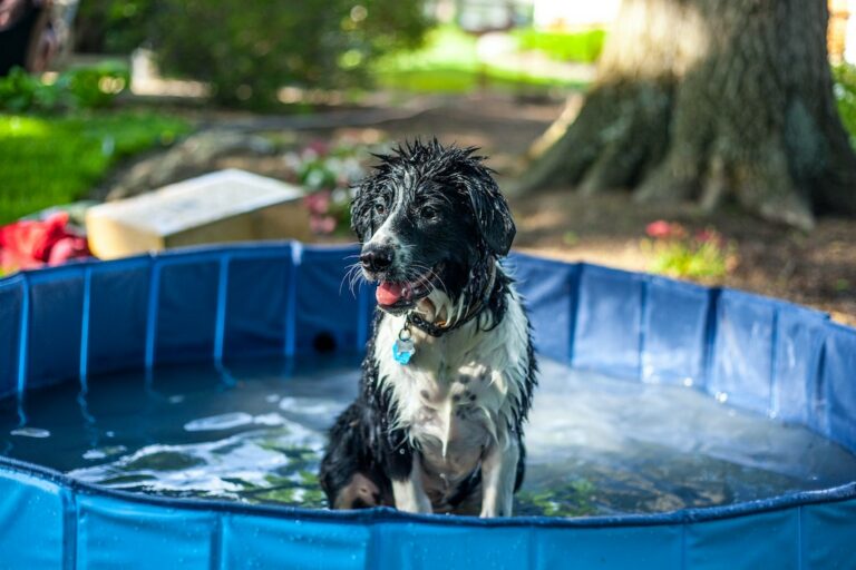 Migliori piscine per cani