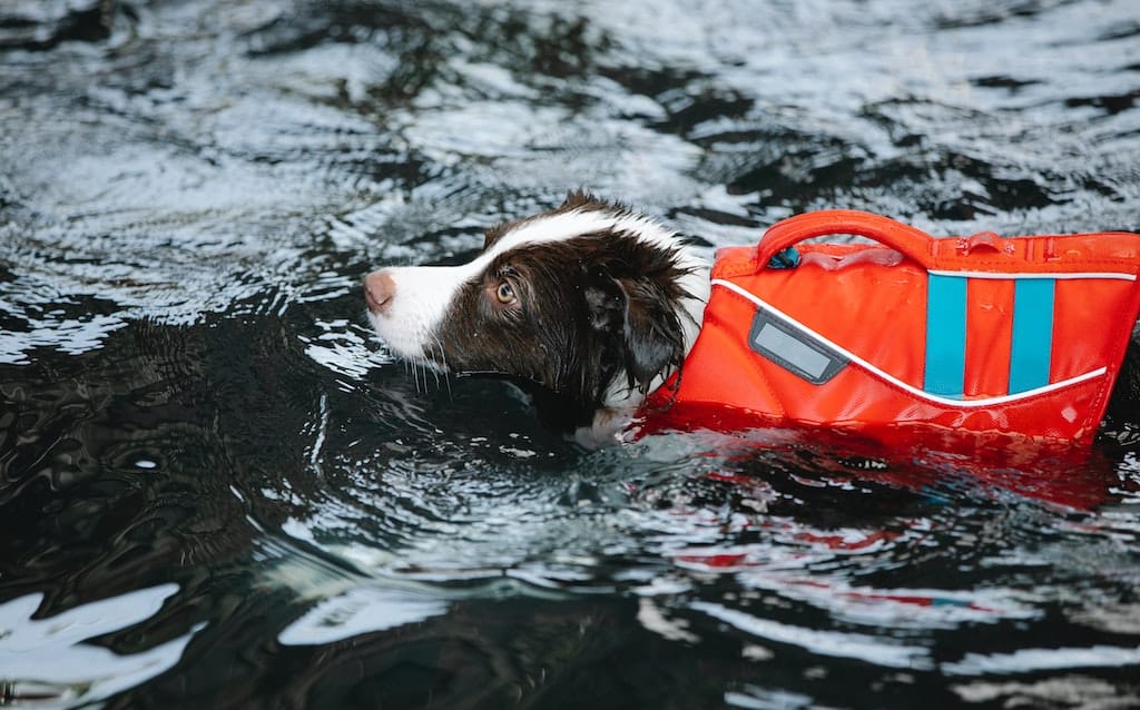 Migliori salvagente per cani